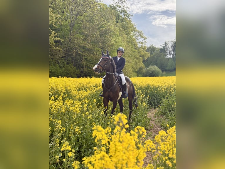 Oldenbourg Hongre 10 Ans 164 cm Bai brun in Uder