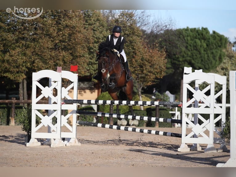 Oldenbourg Hongre 10 Ans 165 cm Bai in Ehingen