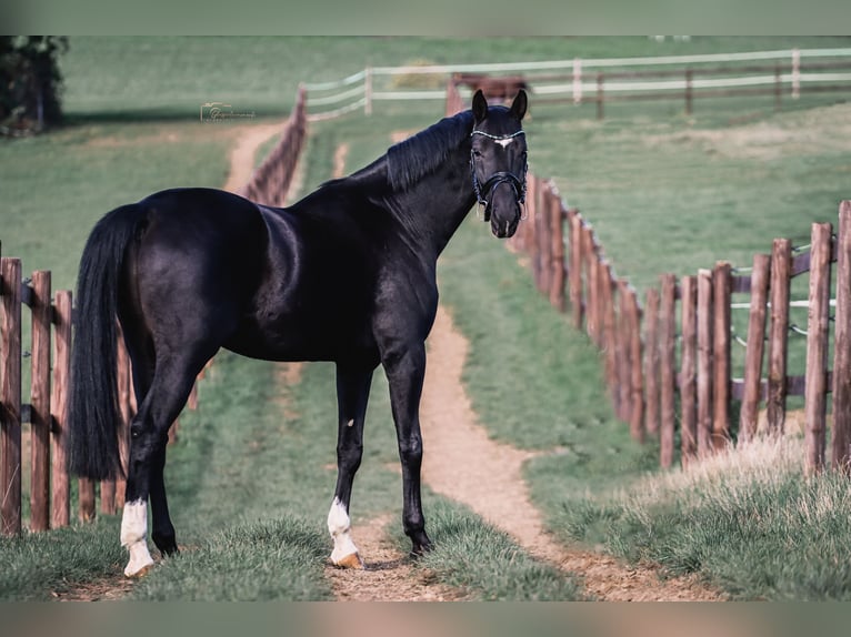 Oldenbourg Hongre 10 Ans 165 cm Noir in Bochum