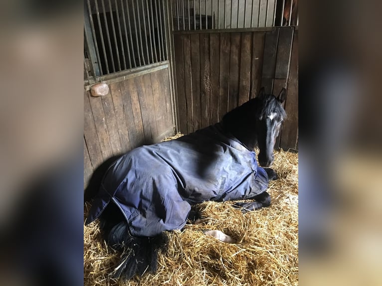 Oldenbourg Hongre 10 Ans 165 cm Noir in Bochum