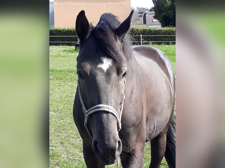 Oldenbourg Hongre 10 Ans 165 cm Noir in Bochum