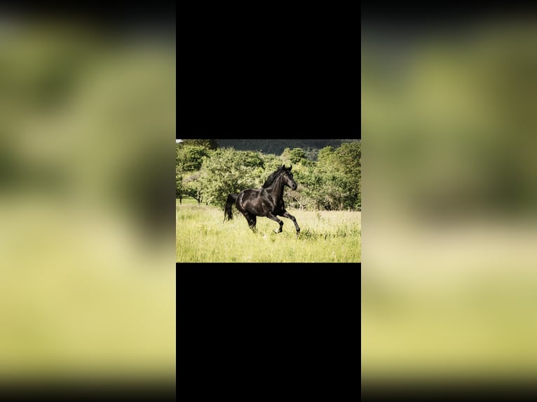 Oldenbourg Hongre 10 Ans 165 cm Noir in Lohr am Main