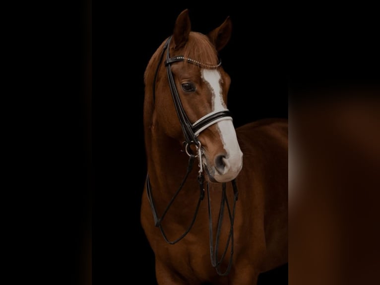 Oldenbourg Hongre 10 Ans 166 cm Alezan brûlé in Sigmarszell