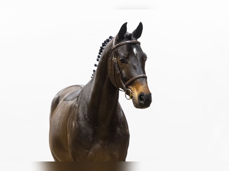 Oldenbourg Hongre 10 Ans 166 cm Bai brun foncé in Waddinxveen