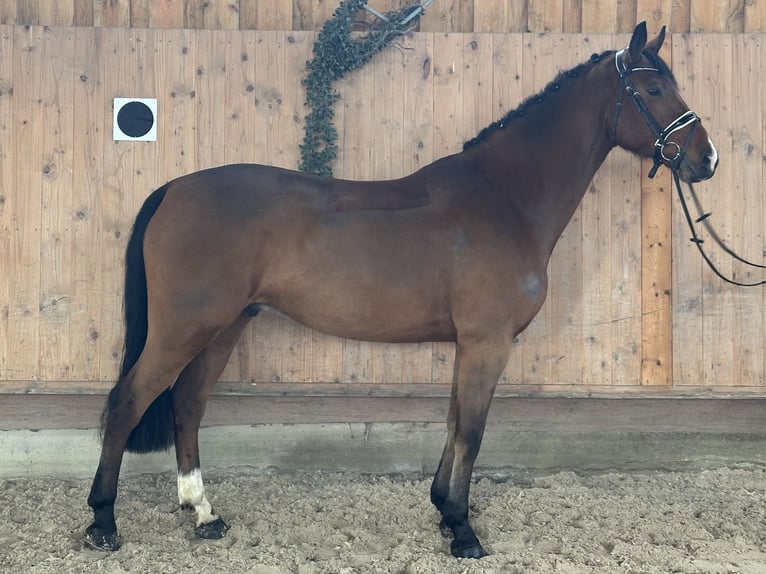 Oldenbourg Hongre 10 Ans 166 cm Bai in Riedlingen