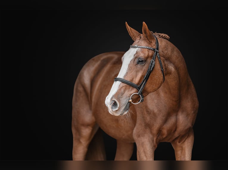 Oldenbourg Hongre 10 Ans 168 cm Bai cerise in Zduchovice