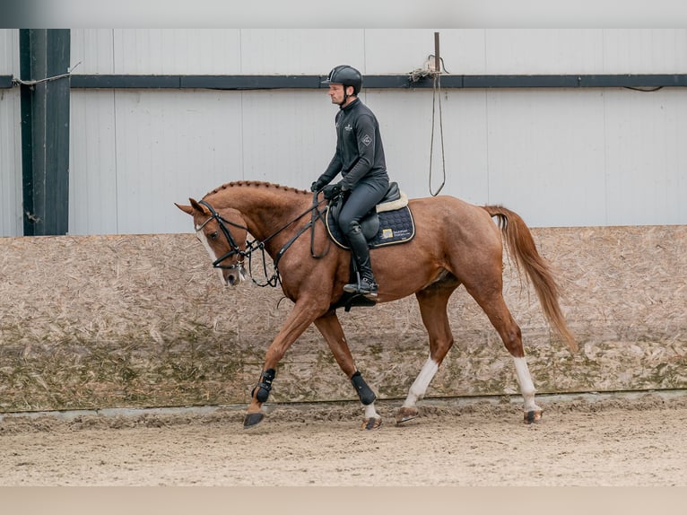 Oldenbourg Hongre 10 Ans 168 cm Bai cerise in Zduchovice