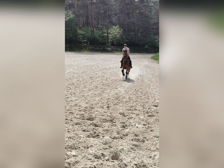 Oldenbourg Hongre 10 Ans 168 cm Bai in Münster