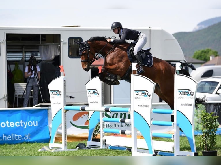 Oldenbourg Hongre 10 Ans 168 cm Bai in Enzesfeld-Lindabrunn