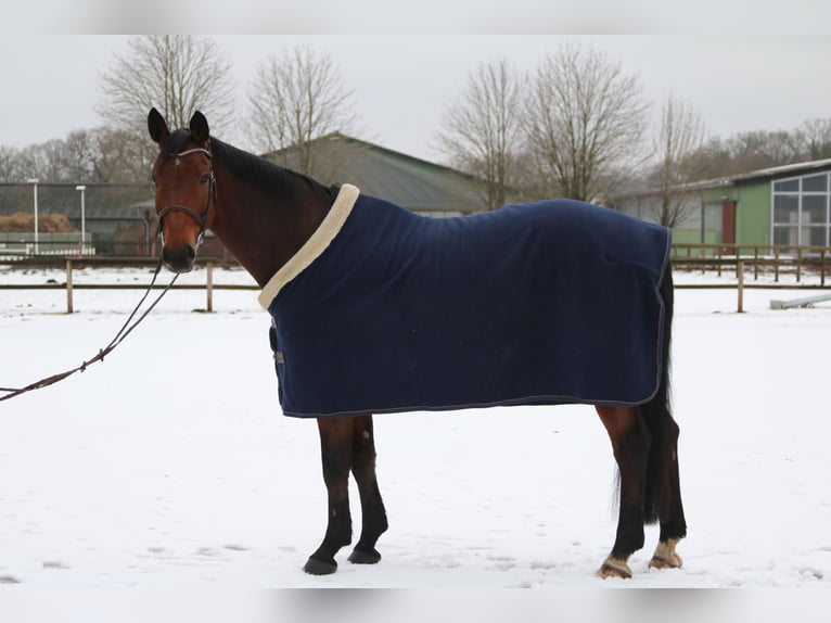 Oldenbourg Hongre 10 Ans 169 cm Bai brun in Böblingen