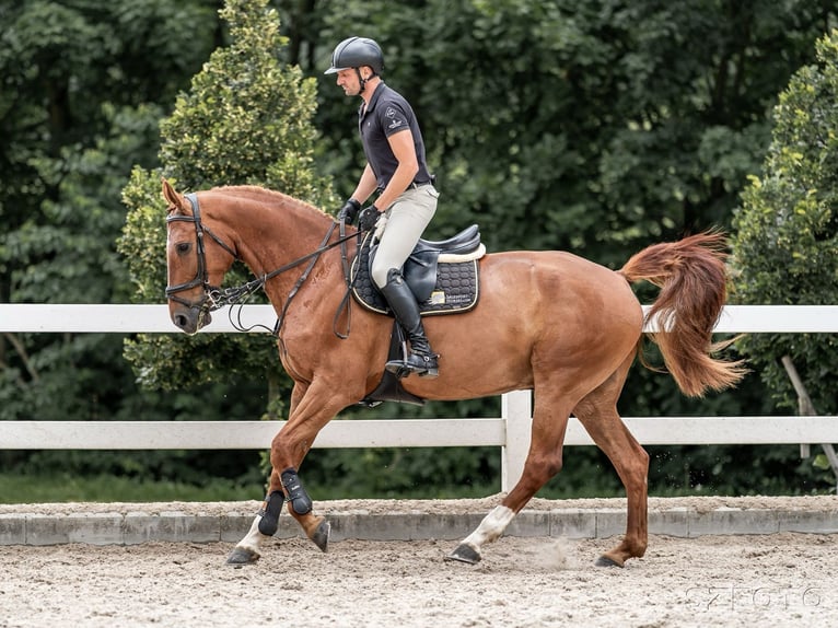 Oldenbourg Hongre 10 Ans 169 cm in Zduchovice