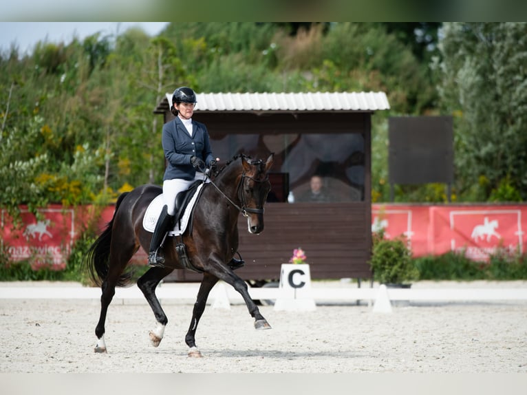 Oldenbourg Hongre 10 Ans 170 cm Bai brun foncé in Słomczyn Oldenbourg Hongre 10 Ans 170 cm Bai brun foncé in Słomczyn