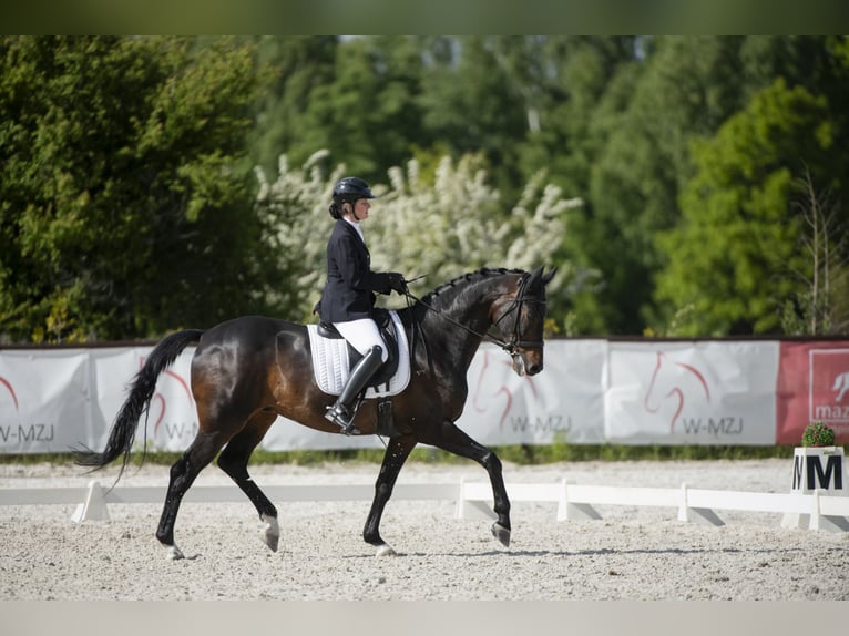 Oldenbourg Hongre 10 Ans 170 cm Bai brun foncé in Słomczyn Oldenbourg Hongre 10 Ans 170 cm Bai brun foncé in Słomczyn