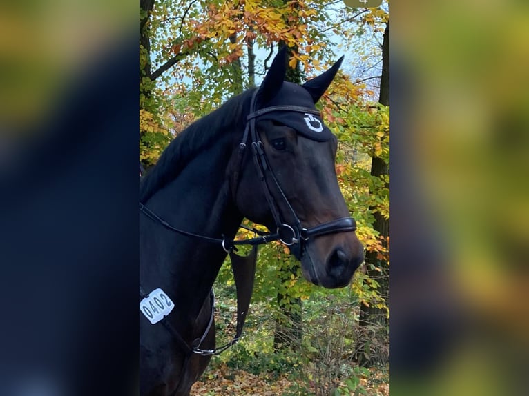 Oldenbourg Hongre 10 Ans 170 cm Bai in Frankfurt am Main