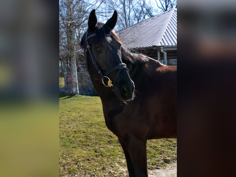 Oldenbourg Hongre 10 Ans 170 cm Noir in München