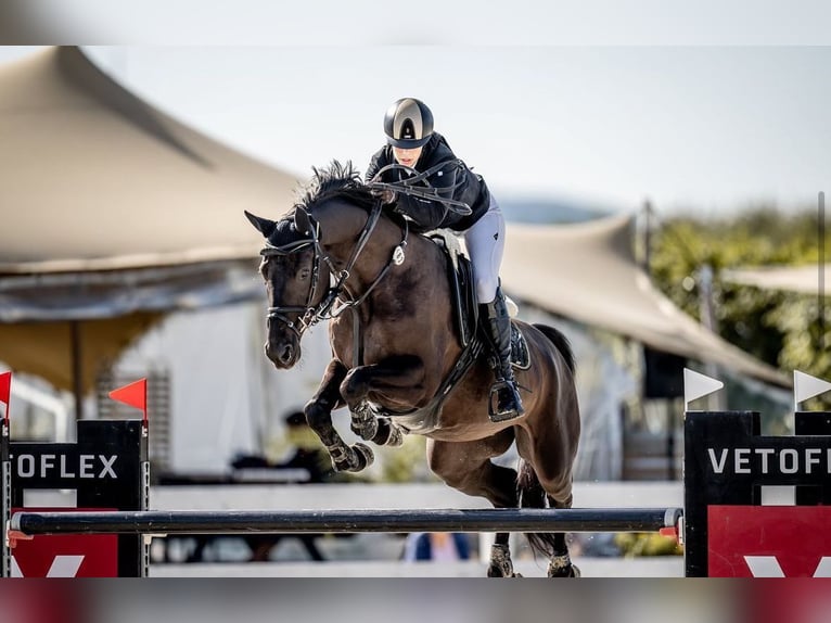 Oldenbourg Hongre 10 Ans 170 cm Noir in Trojanovice