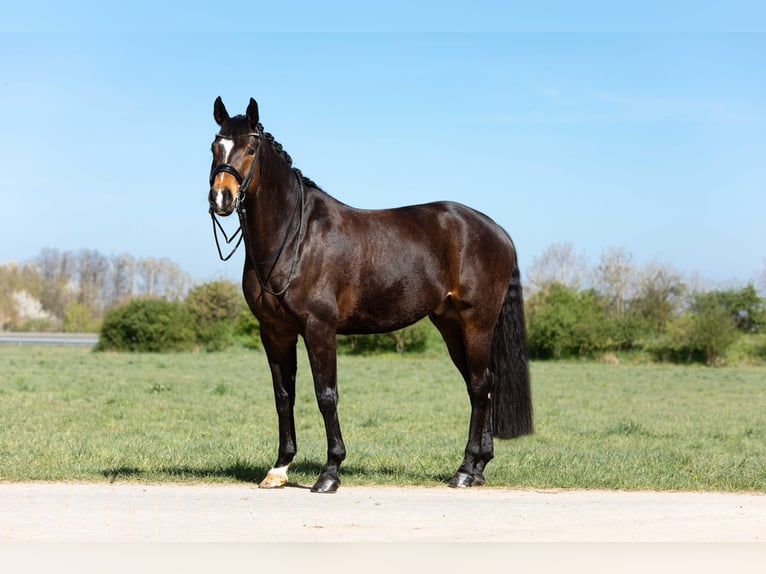 Oldenbourg Hongre 10 Ans 172 cm Bai brun in Dreieich