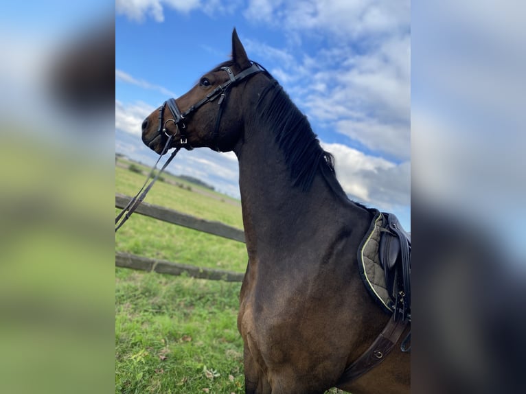 Oldenbourg Hongre 10 Ans 172 cm Bai in Sehnde