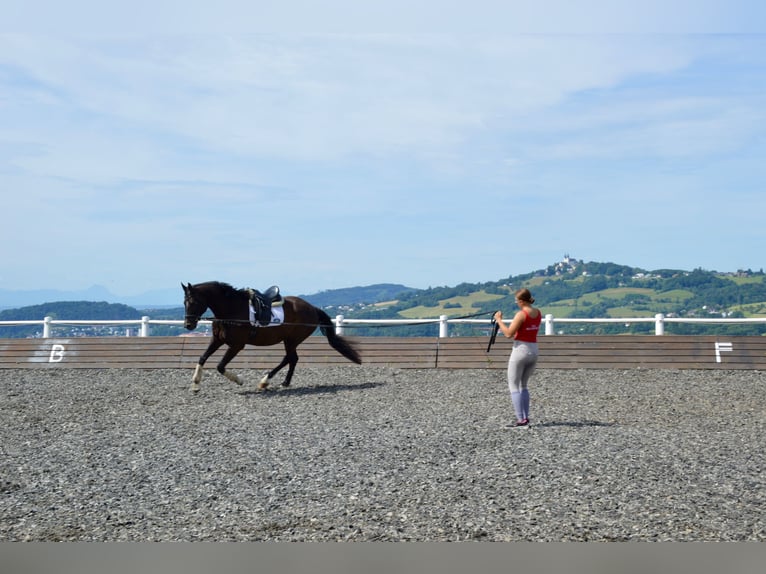 Oldenbourg Hongre 10 Ans 172 cm Noir in Linz