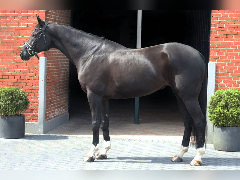 Oldenbourg Hongre 10 Ans 172 cm Noir in Haftenkamp