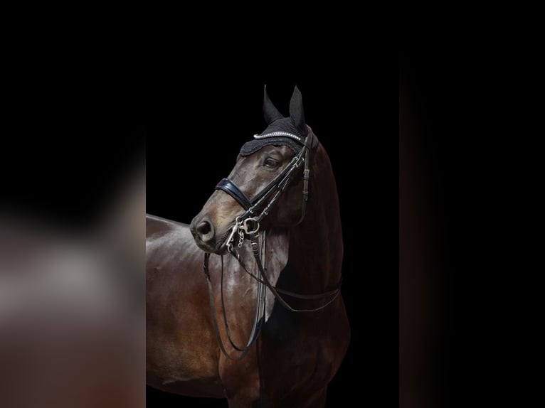 Oldenbourg Hongre 10 Ans 172 cm Noir in Nottuln