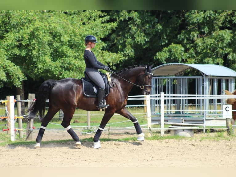 Oldenbourg Hongre 10 Ans 172 cm Noir in Nottuln