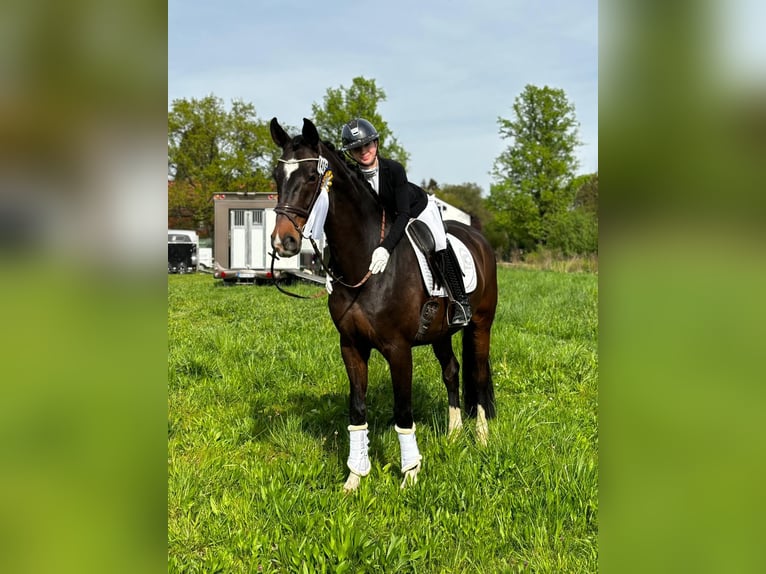 Oldenbourg Hongre 10 Ans 173 cm Bai brun in Neuwied