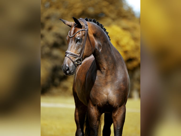 Oldenbourg Hongre 10 Ans 173 cm Bai brun foncé in Greven