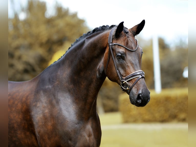 Oldenbourg Hongre 10 Ans 173 cm Bai brun foncé in Greven