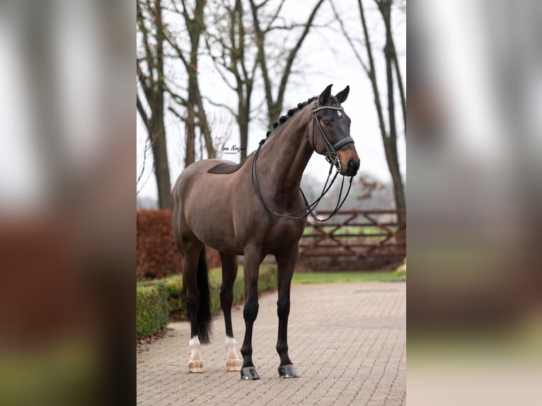 Oldenbourg Hongre 10 Ans 173 cm Bai brun foncé in Kessel