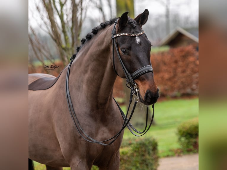 Oldenbourg Hongre 10 Ans 173 cm Bai brun foncé in Kessel