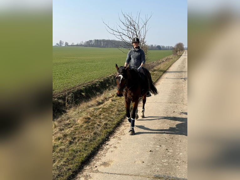 Oldenbourg Hongre 10 Ans 173 cm Bai in Dardesheim