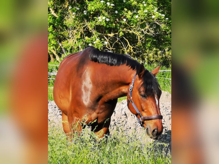 Oldenbourg Hongre 10 Ans 173 cm Bai in Dardesheim