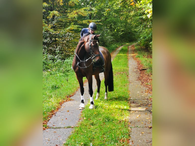 Oldenbourg Hongre 10 Ans 173 cm Bai in Dardesheim
