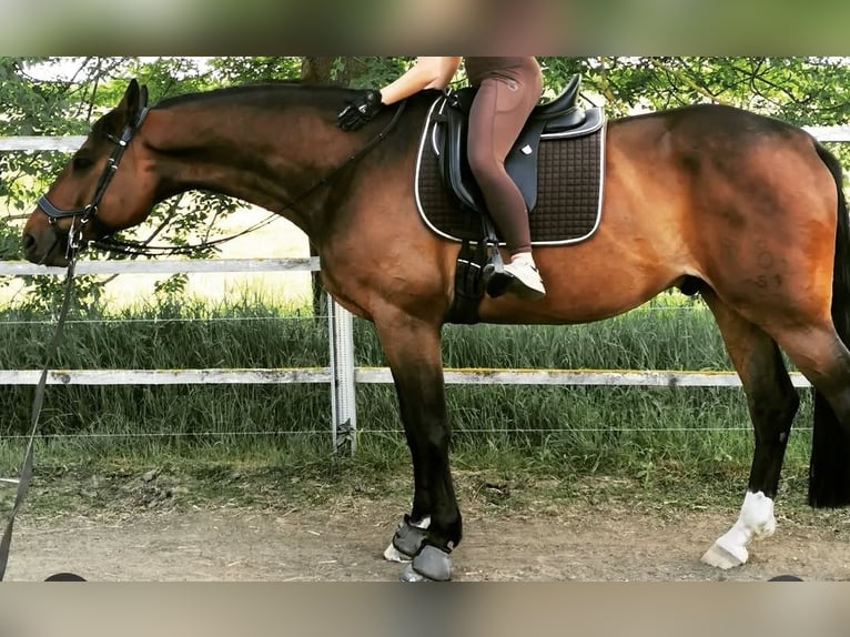 Oldenbourg Hongre 10 Ans 173 cm Bai in Dardesheim