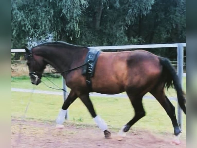 Oldenbourg Hongre 10 Ans 173 cm Bai in Dardesheim