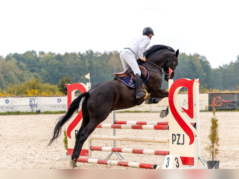 Oldenbourg Hongre 10 Ans 173 cm Noir in Siedliska