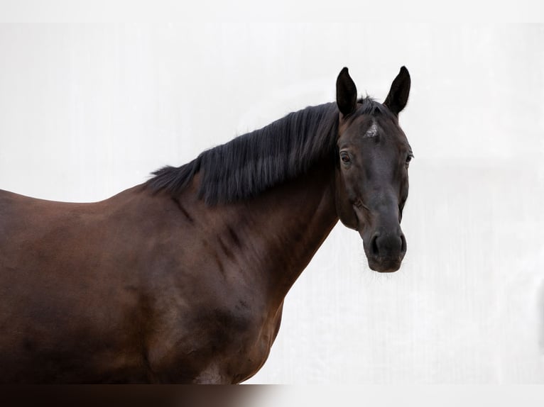 Oldenbourg Hongre 10 Ans 173 cm Noir in Siedliska