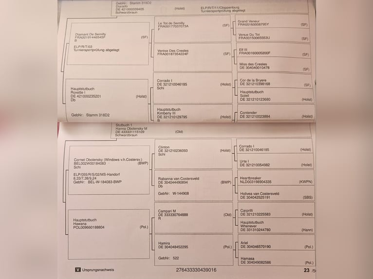 Oldenbourg Hongre 10 Ans 173 cm Noir in Siedliska