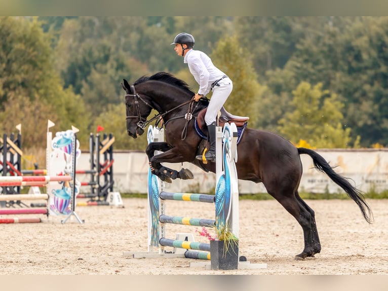 Oldenbourg Hongre 10 Ans 173 cm Noir in Siedliska