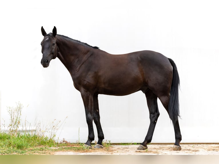 Oldenbourg Hongre 10 Ans 173 cm Noir in Siedliska