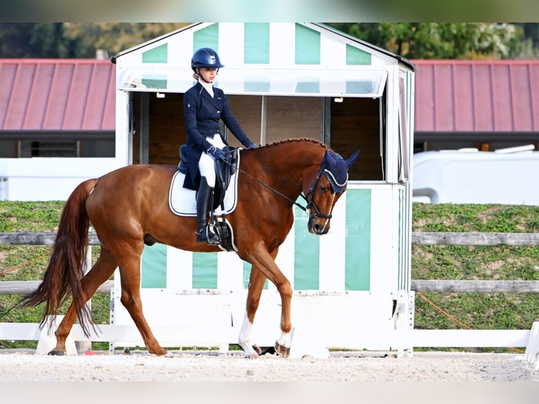 Oldenbourg Hongre 10 Ans 175 cm Alezan in Nice