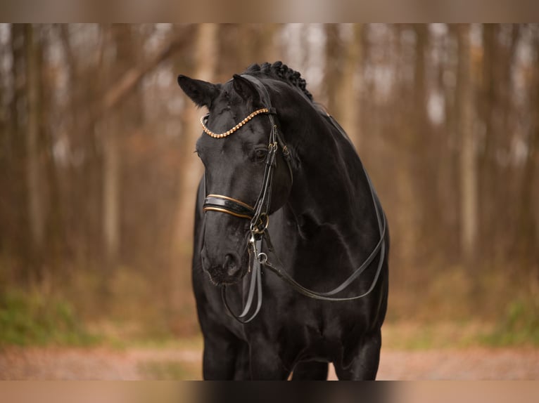 Oldenbourg Hongre 10 Ans 175 cm Noir in Wehringen