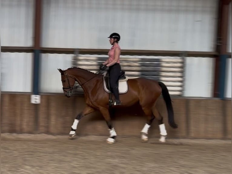 Oldenbourg Hongre 10 Ans 176 cm Bai in Oud Gastel