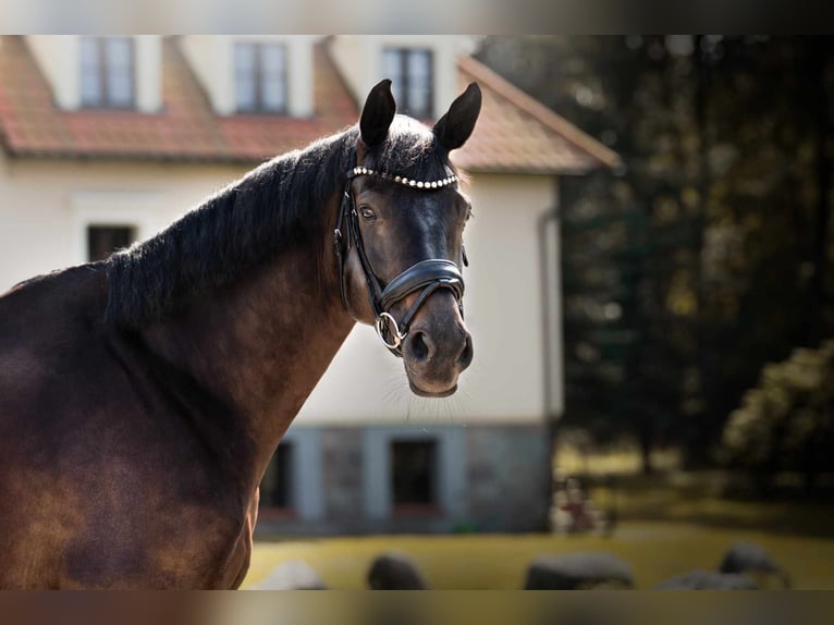 Oldenbourg Hongre 10 Ans 177 cm Noir in Złotów