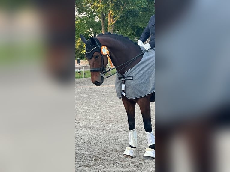 Oldenbourg Hongre 10 Ans 178 cm Bai in Ubstadt-Weiher