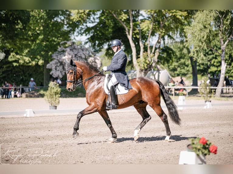 Oldenbourg Hongre 10 Ans 178 cm Bai in Ubstadt-Weiher