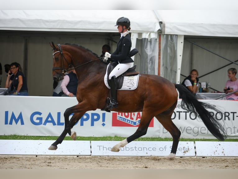 Oldenbourg Hongre 10 Ans 179 cm Bai in Lohne (Oldenburg)