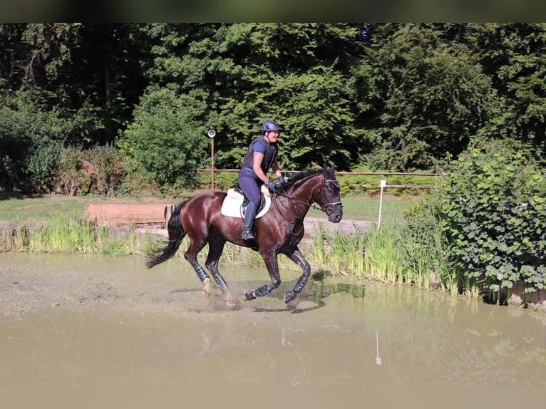 Oldenbourg Hongre 10 Ans 180 cm Noir in D&#xFC;lmen