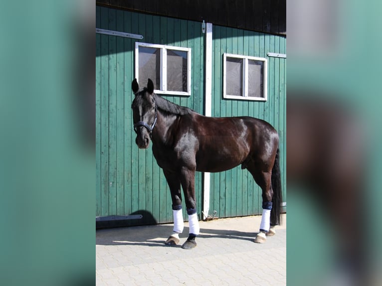 Oldenbourg Hongre 10 Ans 180 cm Noir in D&#xFC;lmen
